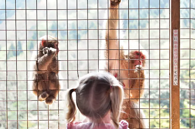 monkey safety nets dealers and suppliers in Hyderabad