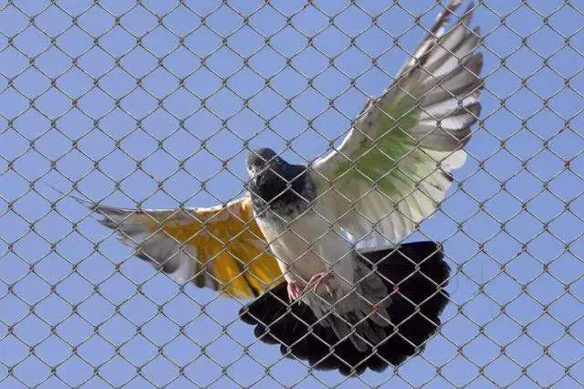 pigeon nets suppliers in Hyderabad