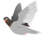 pigeon nets dealers in Hyderabad